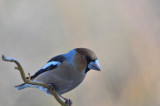  Grubodziob  zwyczjany,Coccothraustes coccothraustes,Hawfinch