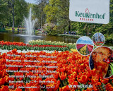 Keukenhof Gardens Netherlands