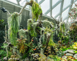 Cloud Forest  lush vegetation