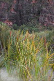 Cat Tails in Zion N.P.