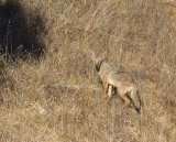 Coyote<br>(Canis latrans)