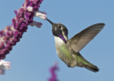 Costas Hummingbird <br>(Calypte costae) 