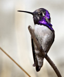 Costas Hummingbird <br>(Calypte costae) 