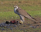 <font size = 3> This Prairie Falcon had killed one of the numerous American Coots on the grass adjacent to Shoreline Lake</font>