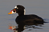 Surf Scoter<br> (Melanitta perspicillata)