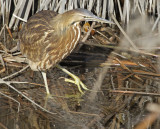 The bittern begins its stalk. Note the long rear nail