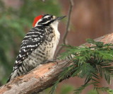 Nutgalls Woodpecker<br> (Dryobates nuttallii) 