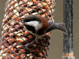 Chestnut-backed Chickadee<br> (Poecile rufescens)