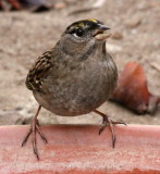 Golden-crowned Sparrow<br> (Zonotrichia atricapilla)