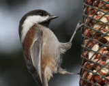 Chestnut-backed Chickadee<br> (Poecile rufescens)