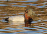 Although it looks like it dove 5 feet down in 4 feet of water, this is typical of what happens when Canvasbacks are feeding.