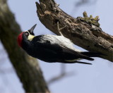 Male Acorn Woodpecker<br> (Melanerpes formicivorus)