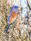 Western Bluebird<br> (Sialia mexicana) 