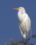 Great Egret<br> (Ardea alba)