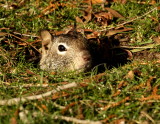 California Ground Squirrel <br>(Otospermophilus beecheyi)