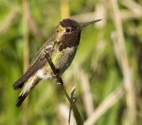 Annas Hummingbird<br>(Calypte anna)