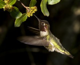 Annas Hummingbird<br>(Calypte anna)