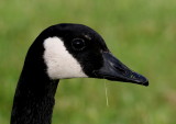 Canada Goose<br>Branta canadensis 