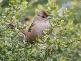 Golden-crowned Sparrow<br> (Zonotrichia atricapilla)