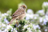 => 2 Photos <= Golden-crowned Sparrow<br> (Zonotrichia atricapilla)