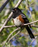 Spotted Towhee<br> (Pipilo maculatus)