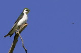 Violet-green Swallow<br>(Tachycineta thalassina) 