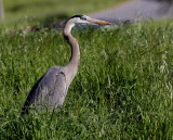 *Bird Behavior*<br><br>Great Blue Heron stalking, capturing and eating a gopher (19 Photos)