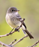 Gray Flycatcher <br>(Empidonax wrightii) 