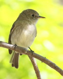 Gray Flycatcher <br>(Empidonax wrightii) 