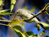 Gray Flycatcher devouring a ladybug<br> (9 photos)<br>(Empidonax wrightii) 
