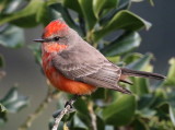 Vermilion Flycatcher  (Immature Male) <br>(Pyrocephalus rubinus) 