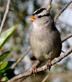 White-crowned Sparrow <br> (Zonotrichia leucophrys) 