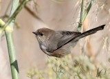 Bushtit (Male)<br> (Psaltriparus minimus)