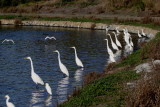 *Bird Behavior*<br><br>Feeding Frenzy at Shoreline Lake<br> (16 Photos)