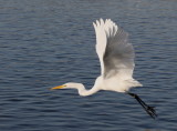 Great Egret<br> (Ardea alba)