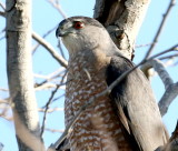 Coopers Hawk<br> (Accipiter cooperii) 