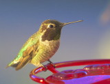 Annas Hummingbird at the kitchen window feeder<br>(Calypte anna)