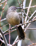 California Thrasher<br> (Toxostoma redivivum) 