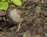 Golden-crowned Sparrow<> (Zonotrichia atricapilla)