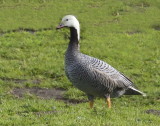 *Bird Behavior*<br><br>Emperor Goose (Chen canagica) mugged by Canada Goose<br> (18 Photos)