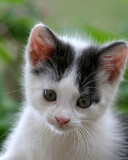 Kitten_10