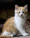 Kitten_13