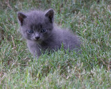 Grey Kitten