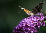 Monarch