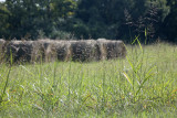 Hay rolls