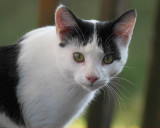 Kitty