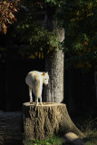 Timber Wolf