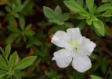 White Azalea