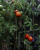 Tomatoes.