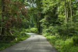 Forest Road2